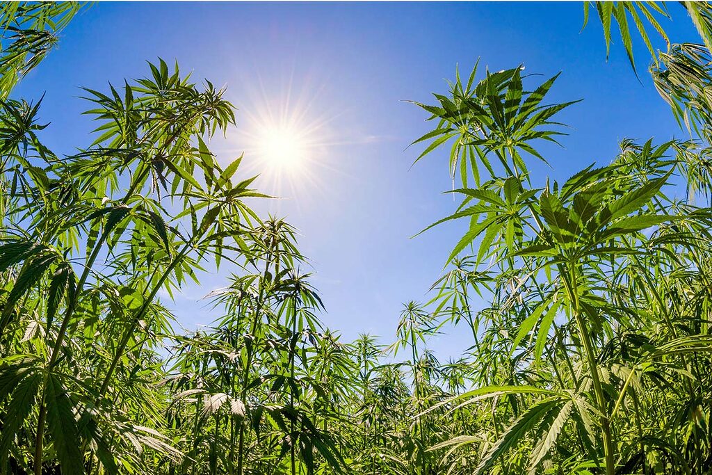 Whether hemp is cultivated outdoors or in a greenhouse, pesticides and other chemicals should never be used.