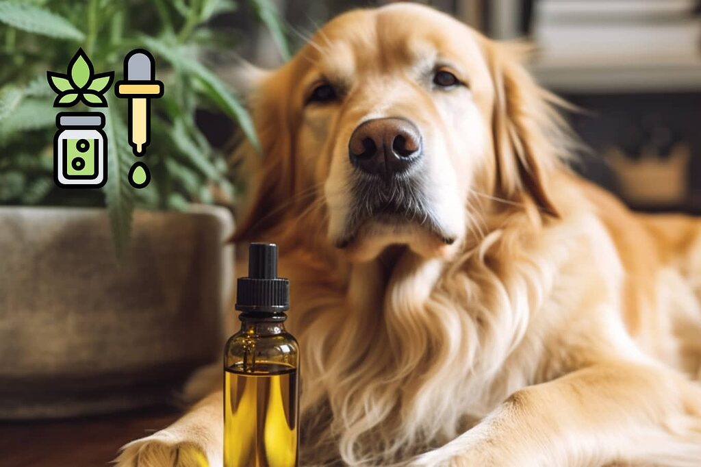 El aceite de CBD para perros es una opción natural para promover el bienestar general y la armonía interior.