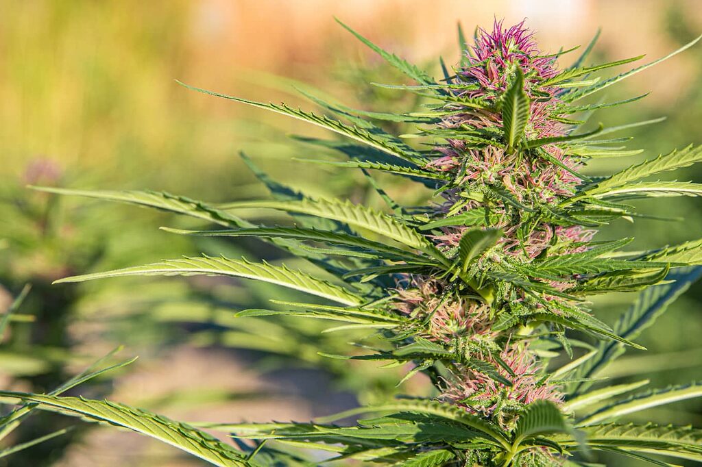 Plantas de cannabis crudas, ricas en CBDA natural.