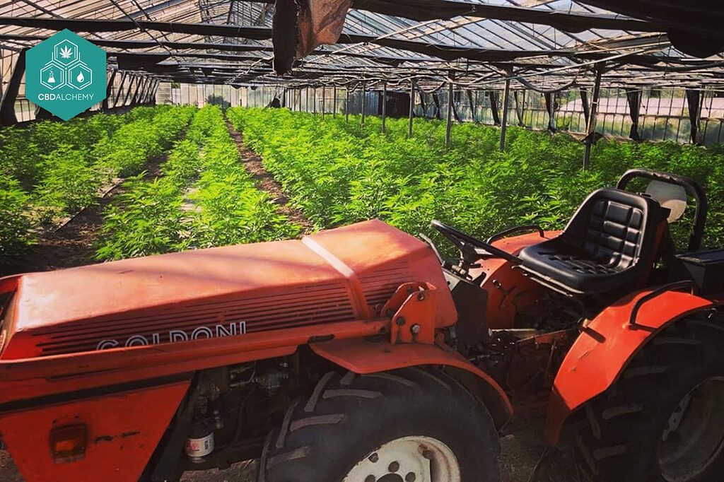 Cultivo Sostenible con CBD Alchemy: Nuestras plantas de cannabis ricas en CBD se cultivan de manera sostenible y sin pesticidas perjudiciales. 
