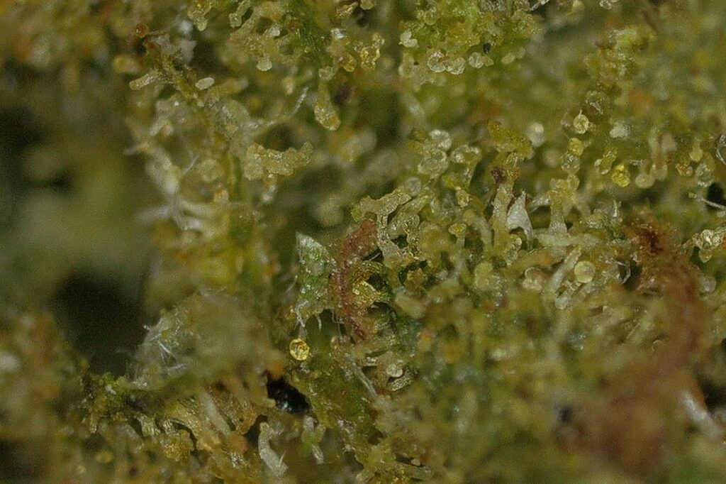 The trichomes distill the pure and potent essence of the bud.