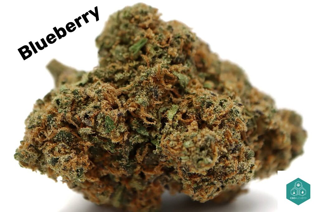 Blueberry CBD: un'esplosione di colori e sapori fruttati in ogni gemma.