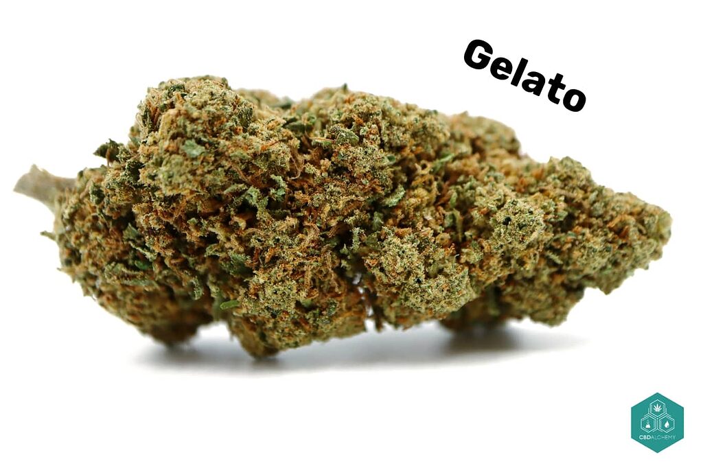 CBD Gelato : un festin visuel de cannabis : coloré, dense et pur.
