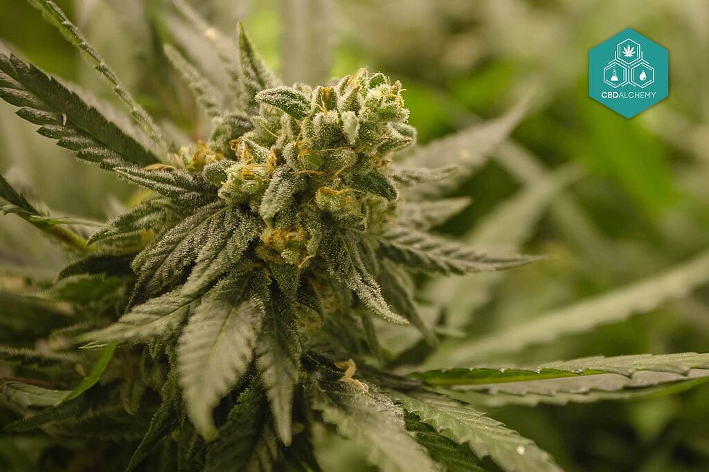 CBD Flowers: Purity and authenticity guaranteed with CBD Alchemy.