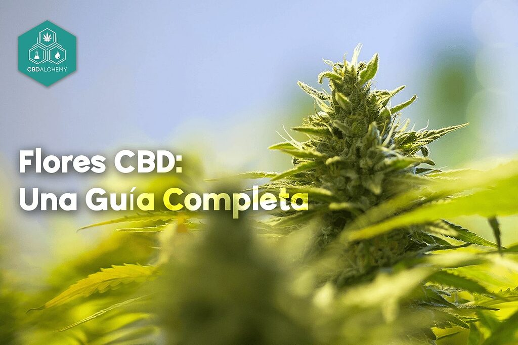 El Mundo Fascinante De Las Flores Cbd Una Guía Completa Cbd Alchemy 8962