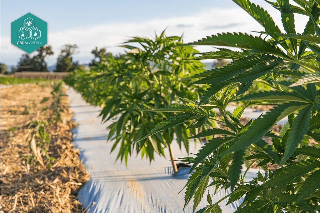 CBD-reiche Cannabispflanzen in einem CBD Alchemy Feld in Italien