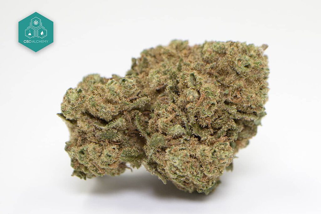 Amnesia CBD Flowers: Refresh your mind with fruity aromas and revitalizing effects, a sativa that renews.
