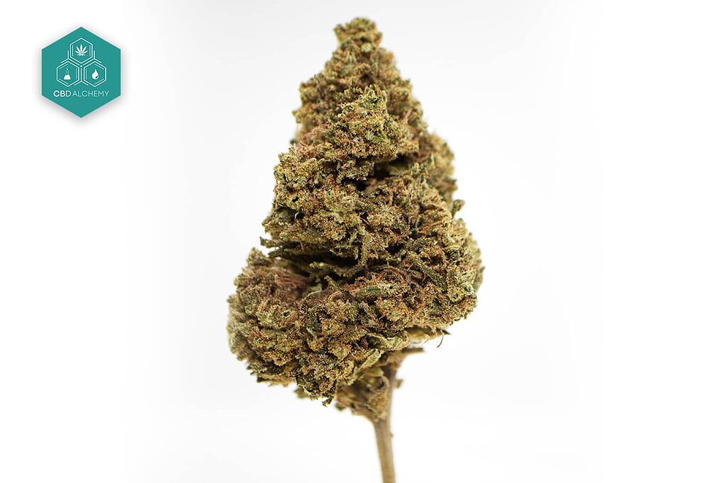 Remedy CBD Flowers: Find your natural relief and tranquility in this flower, designed to relax. 