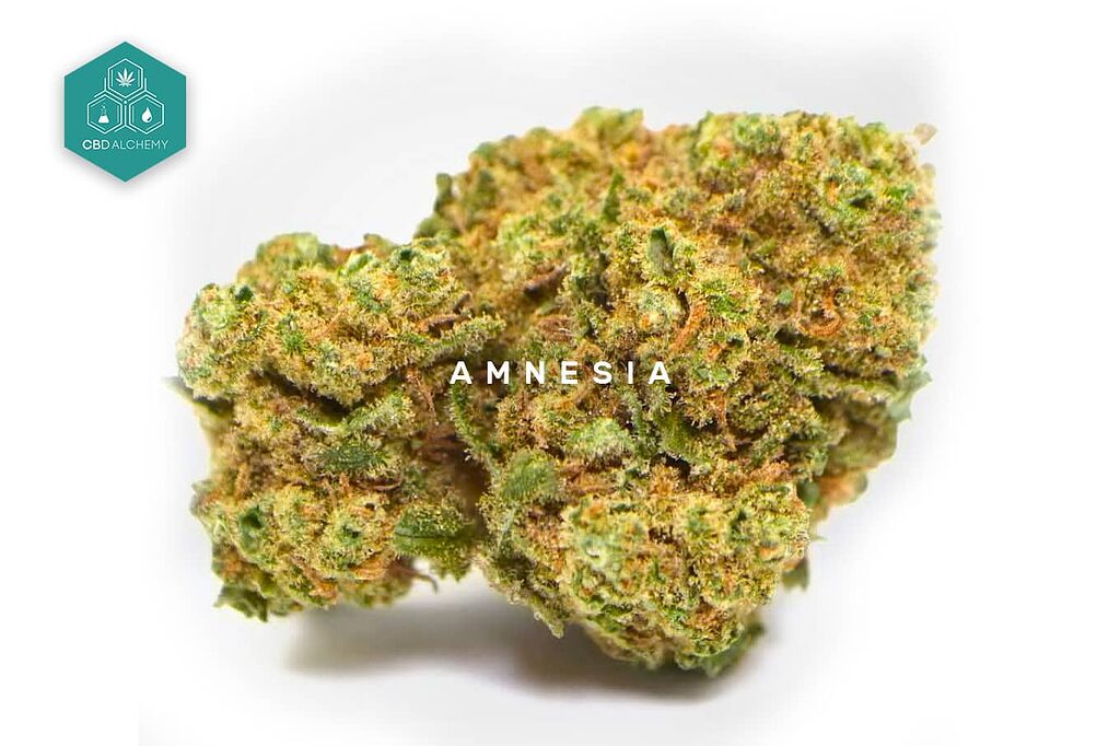 Revitalisieren Sie sich mit dem fruchtigen und würzigen Aroma von Amnesia CBD-Blüten.