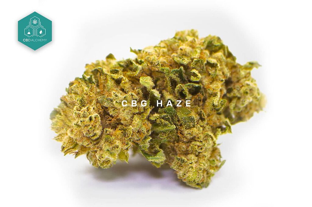 Estimula tu mente con el efecto único de CBG Haze Flores de CBD.