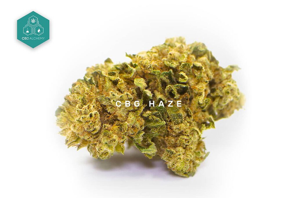 CBG Haze: una variedad estimulante con aroma cítrico y energizante.