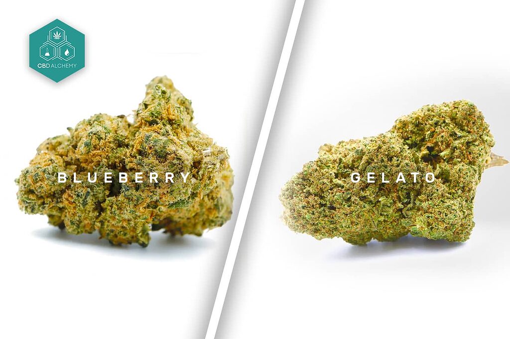 Variedades que Marcan la Diferencia: Desde la relajante Blueberry hasta la potente Gelato, flores CBD para cada gusto.