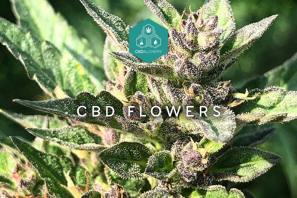 Flores CBD de CBD Alchemy: tu entrada a un bienestar natural.