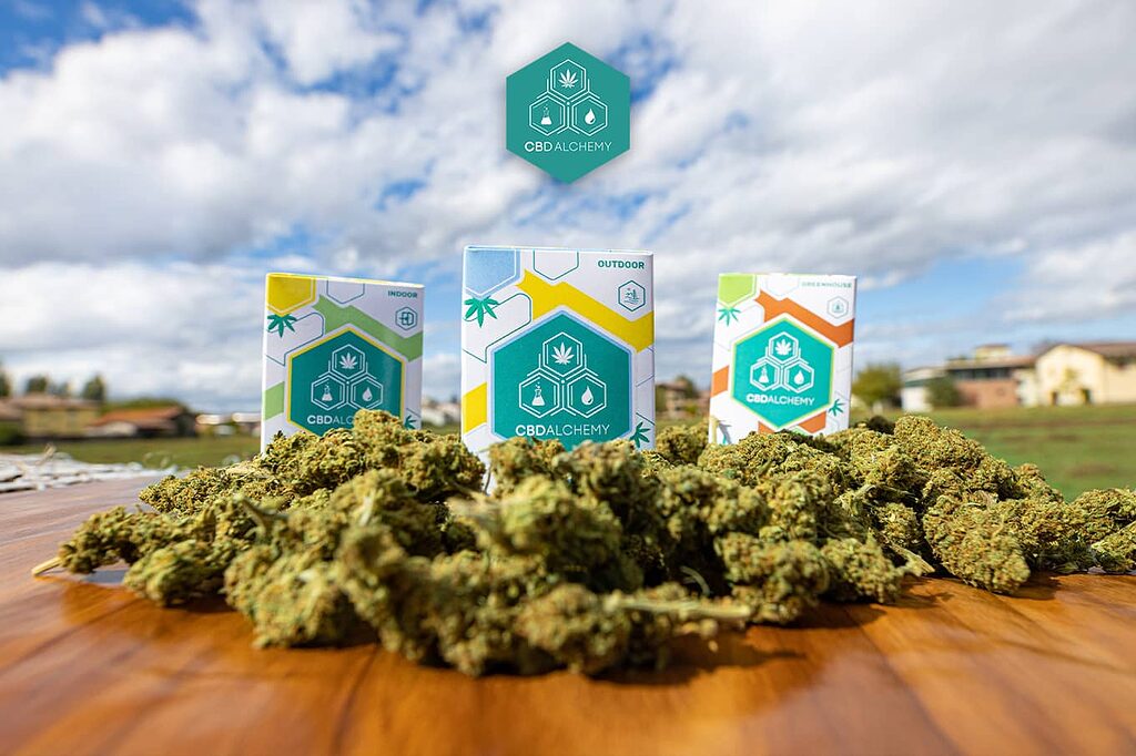 CBD flowers: A perfect gift for those seeking natural wellness.