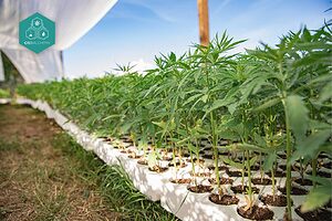 Elige entre las mejores variedades de cannabis legal, ahora con descuentos en tu cesta.