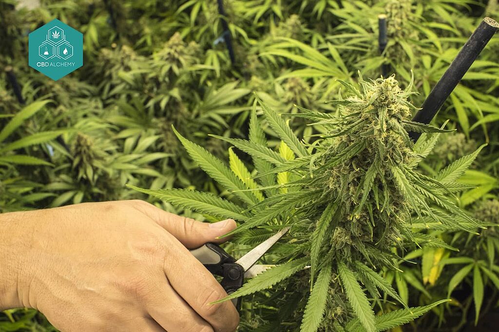 Amnesia Marijuana: Pruning techniques to maximize your harvest.
