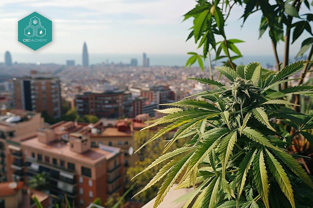 CBD products available in Barcelona: quality assured.