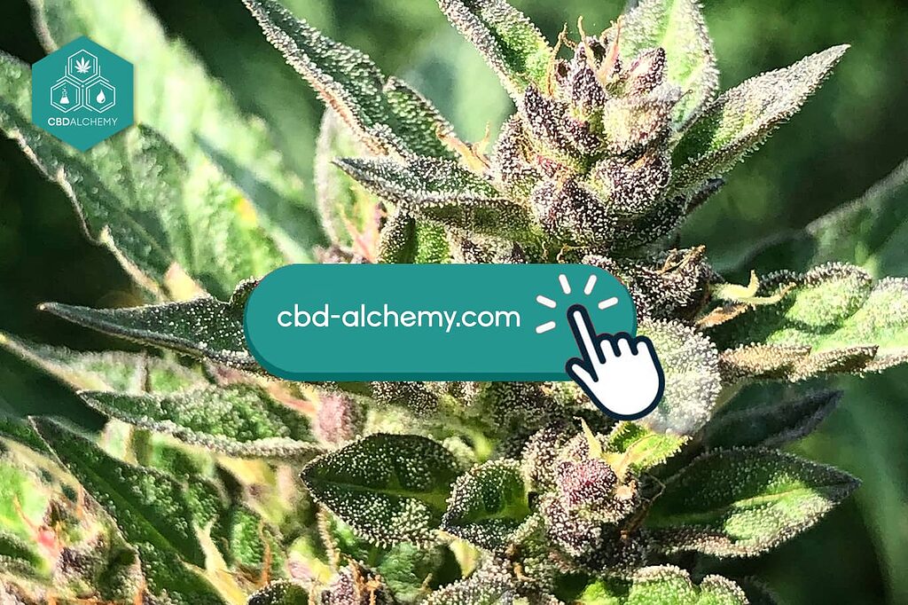 Efficient shipping and after sales support to accompany you in your experience with CBD Alchemy.