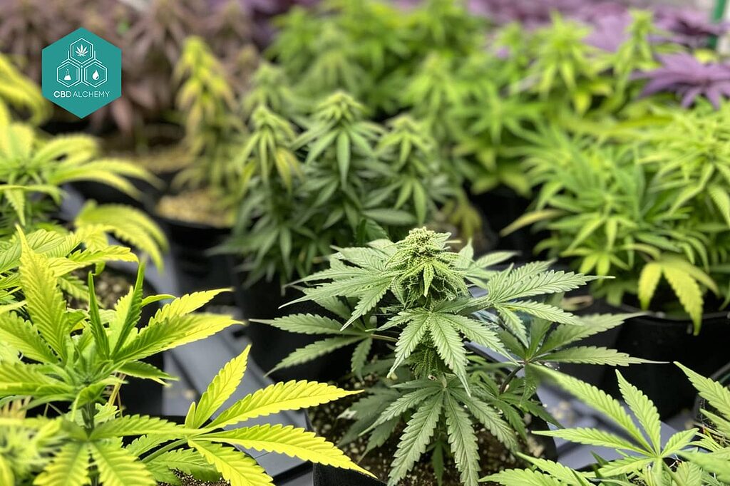 Preference of Indica Strains for Indoor Growing