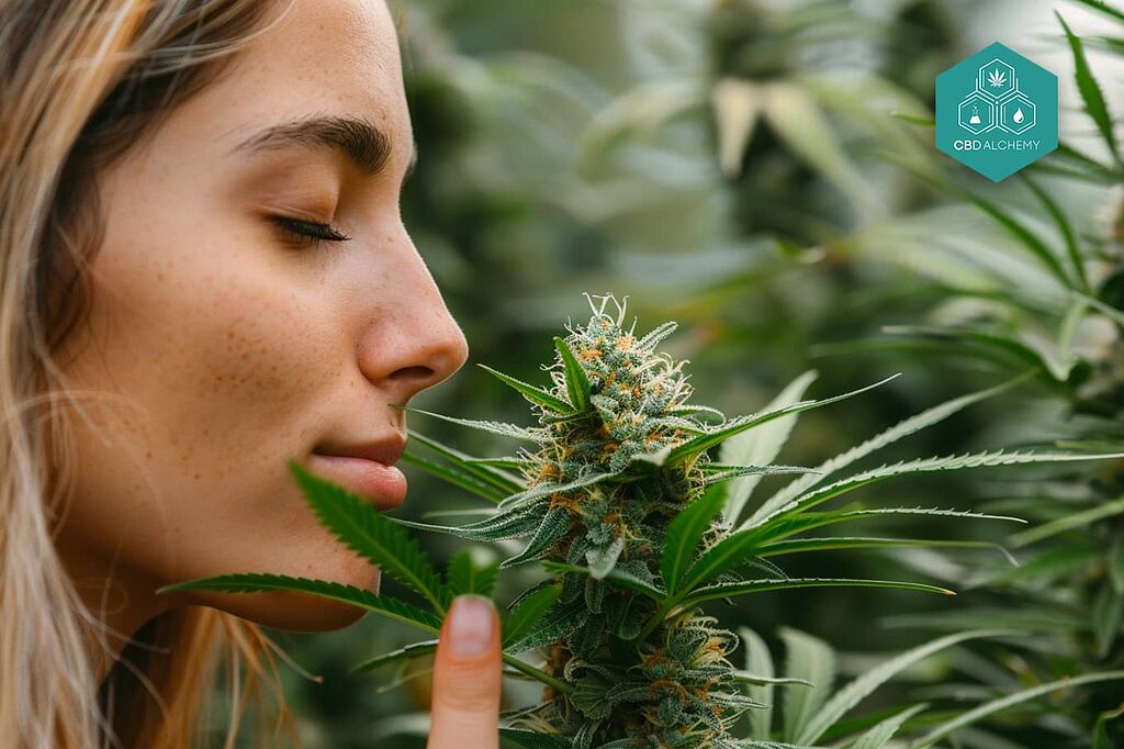 Relax with our CBD flowers, each bud selected for you.