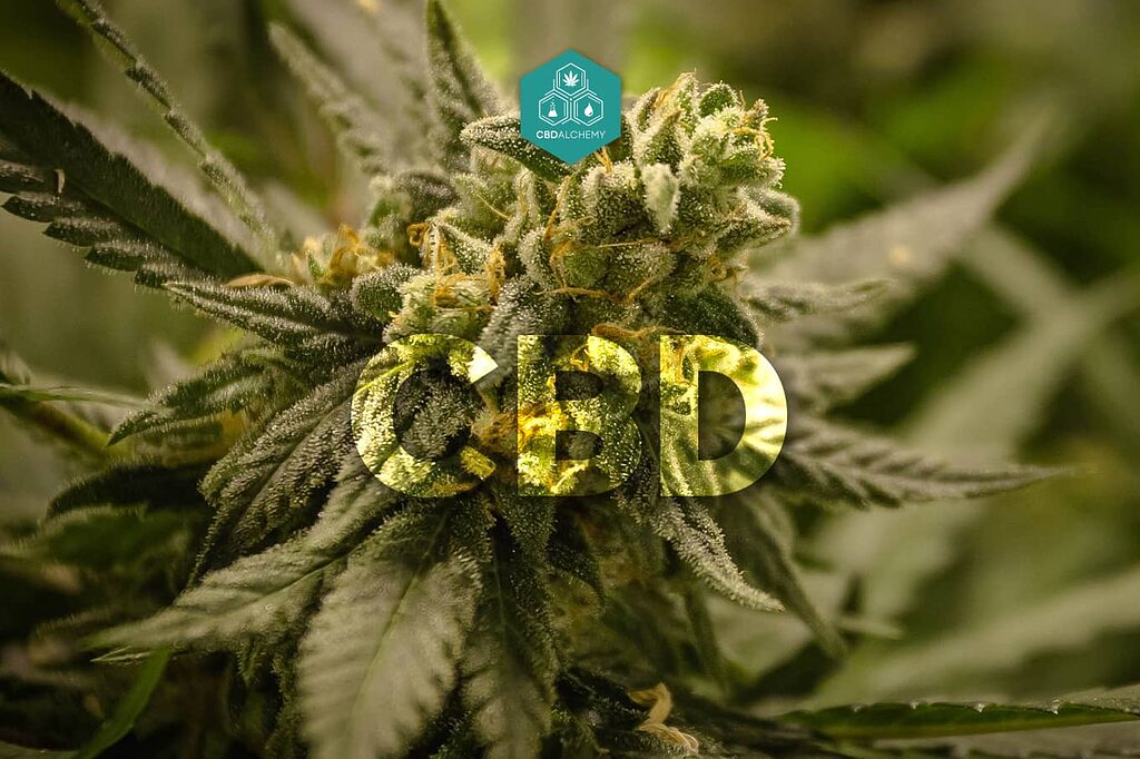 CBD flowers rich in terpenes for a full sensory experience.