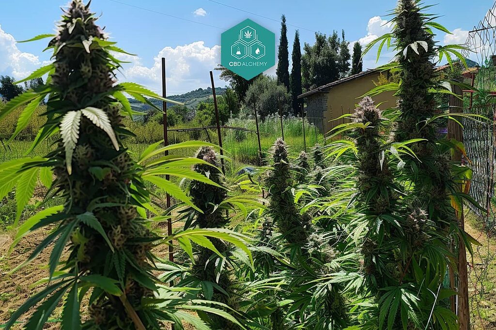 Find CBD flowers with aromas and flavors that captivate the senses.