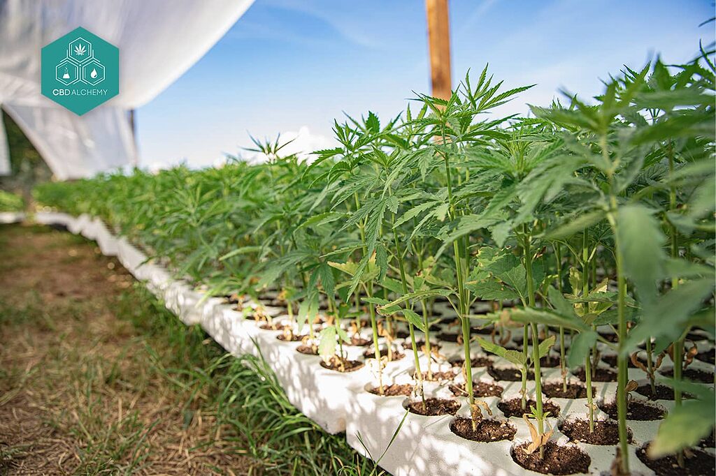 Marche di marijuana: coltivare con la qualità garantita di CBD Alchemy.