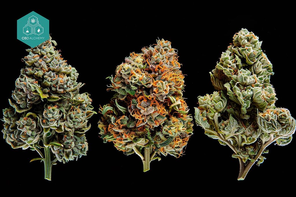 Marijuana names: Hybrids, perfect balance between indica and sativa.