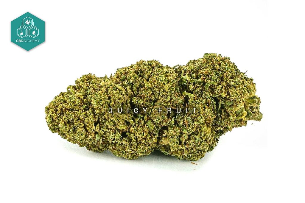 Juicy Fruit: a CBD flower variety with a tropical flavor.