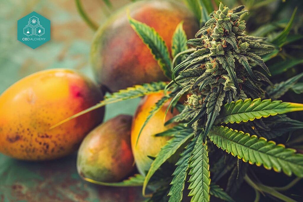 Mango Kush: disfruta de su aroma a mango con cada inhalación.