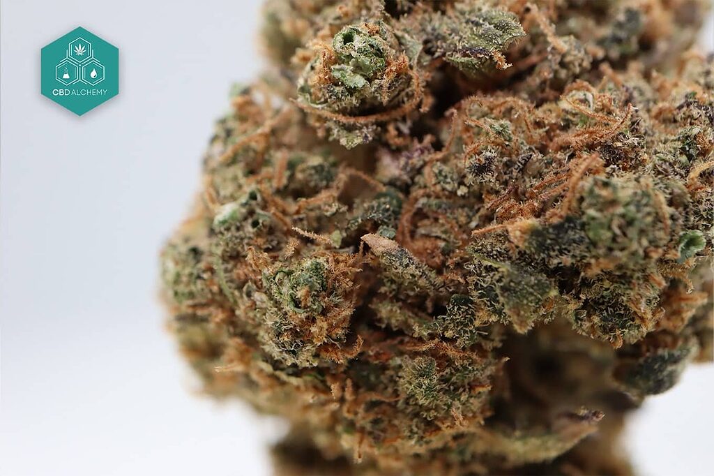 Foto stock di fiori di cannabis e CBD in alta risoluzione.