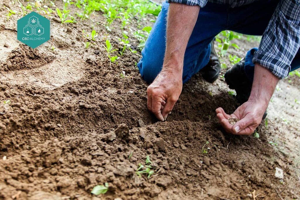 Conoce el proceso de cultivo de cáñamo desde la siembra hasta la cosecha.
