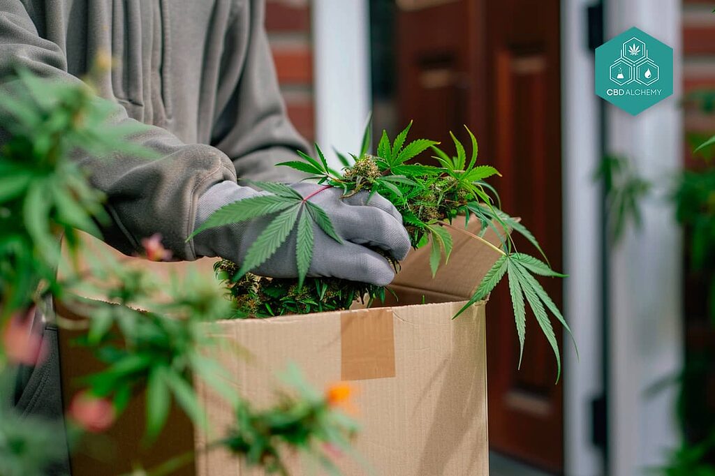 Safe and efficient shipping information for hemp products.