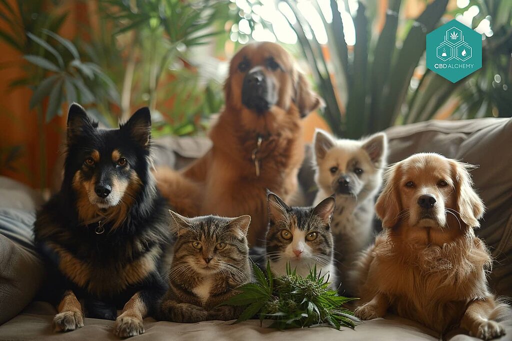 CBD for dogs and cats: a comprehensive solution for your pets.