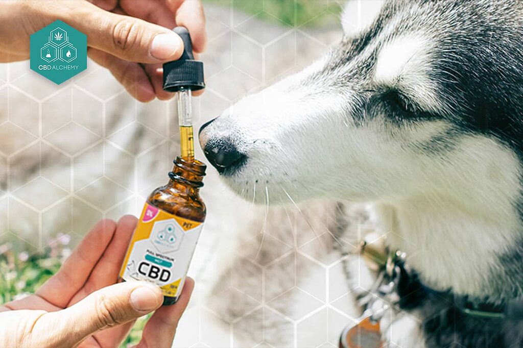 L'huile de CBD pour chiens : comment l'administrer correctement.