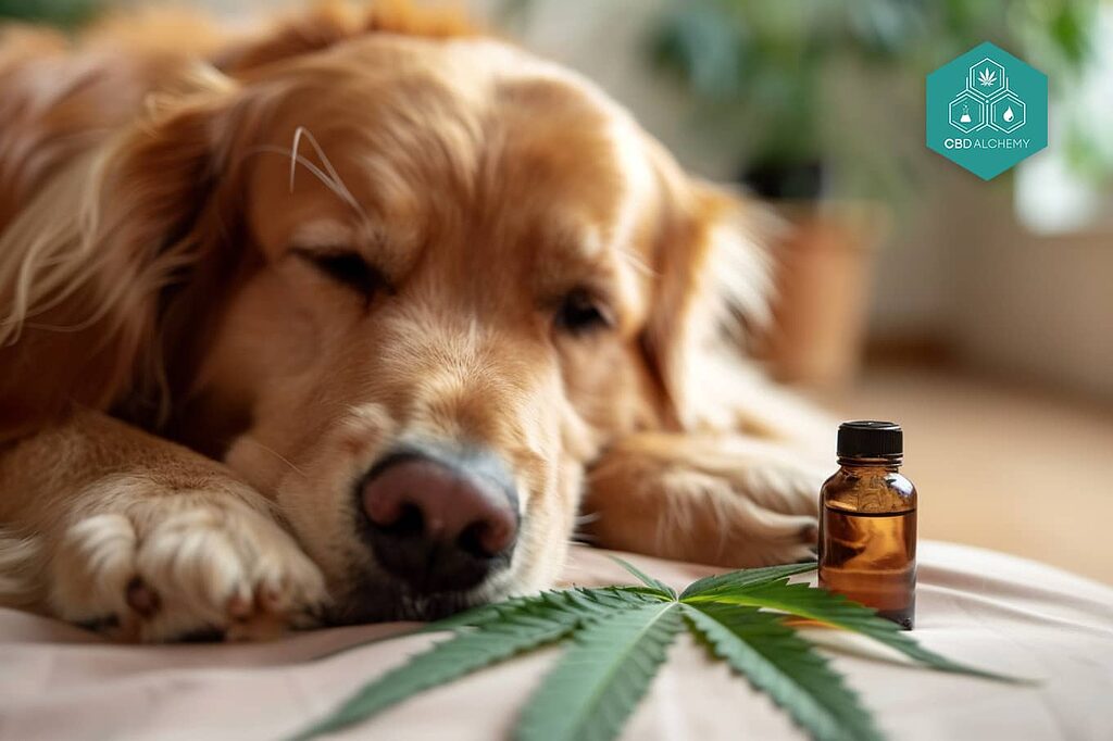 Cannabidiol dogs: relief of pain and inflammation.