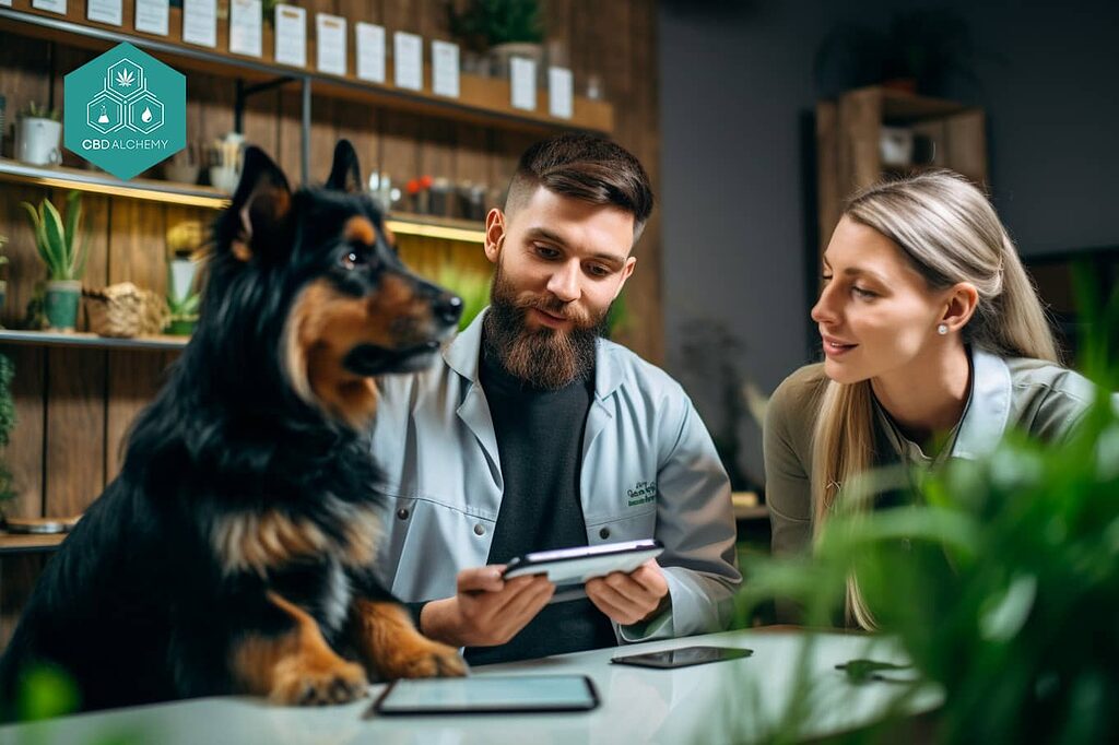 How to choose the best CBD dog oil for your pet.
