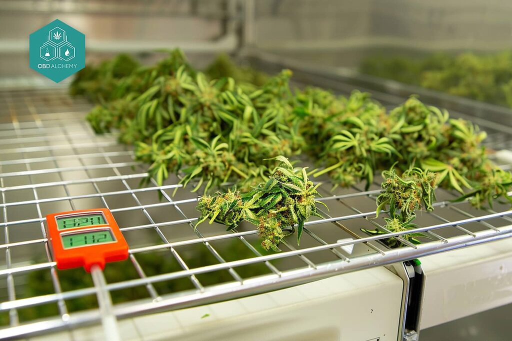 Tips on how to dry marijuana: ensure even and safe drying.