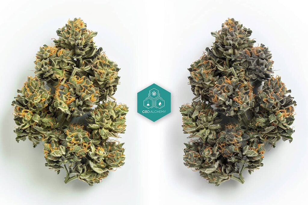 Difference between indica and sativa effects: what you need to know.