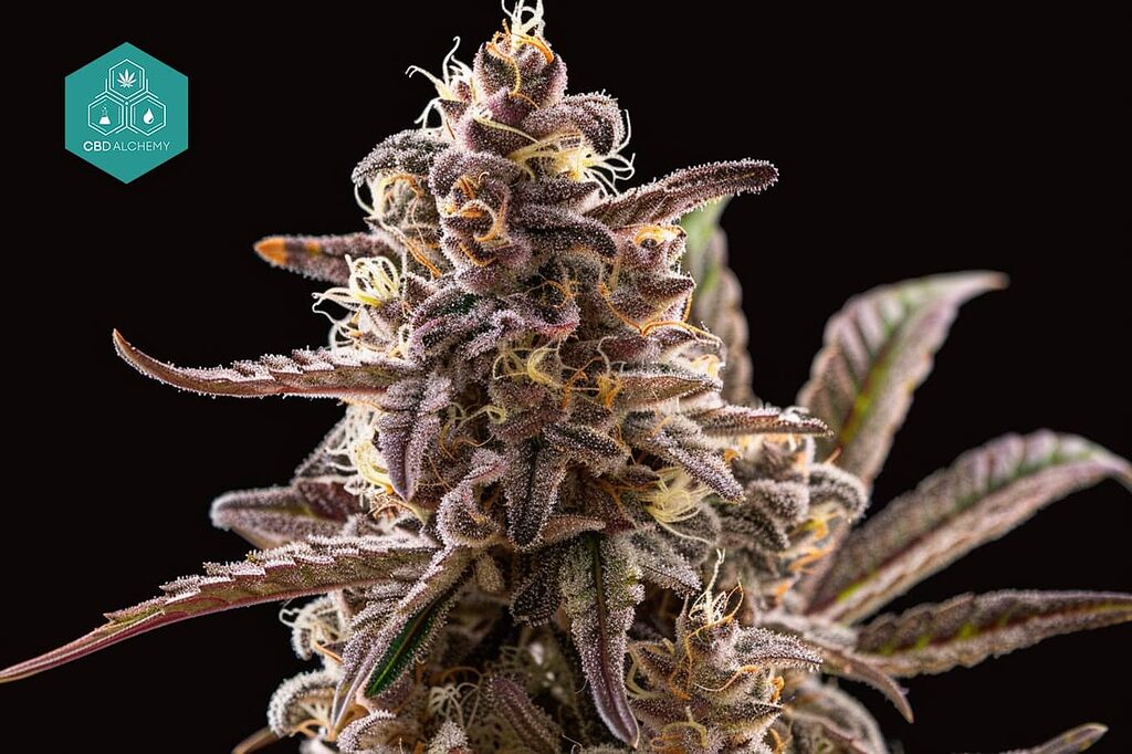 Fiori di CBD di alta qualità nella sua piantagione di marijuana.