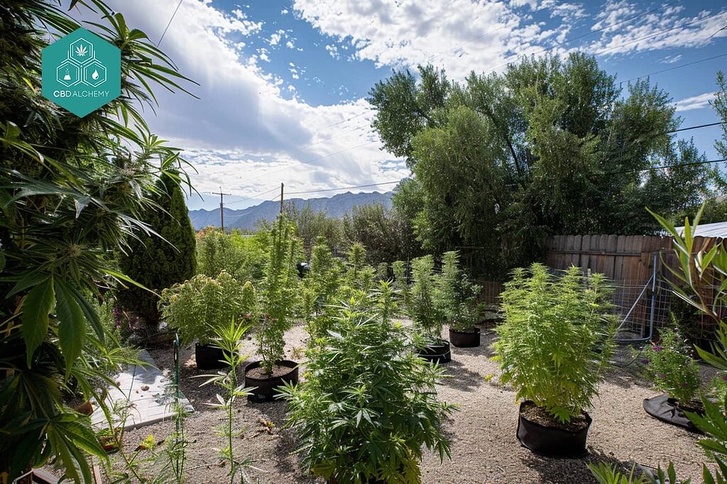 Cómo cuidar plantas de marihuana en macetas.