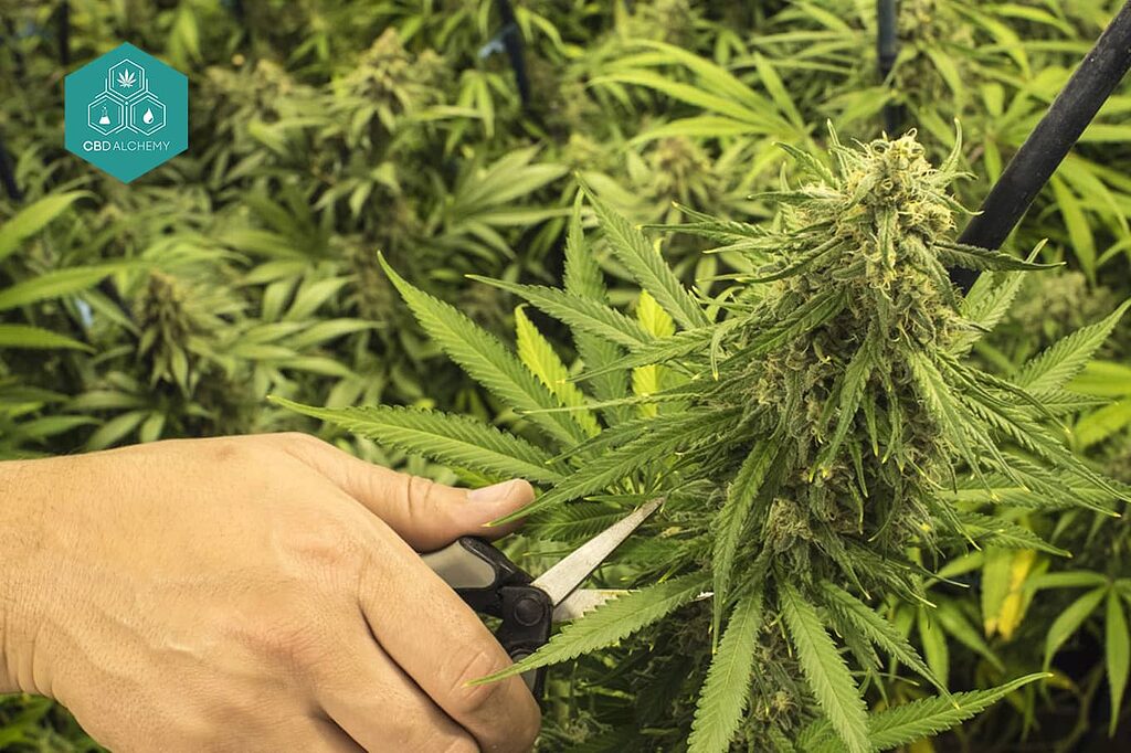 Impara a conoscere le fasi di fioritura del fiore di marijuana.