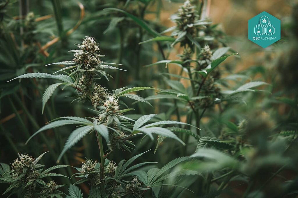 La fleur de marijuana est la partie la plus précieuse de la plante de cannabis.