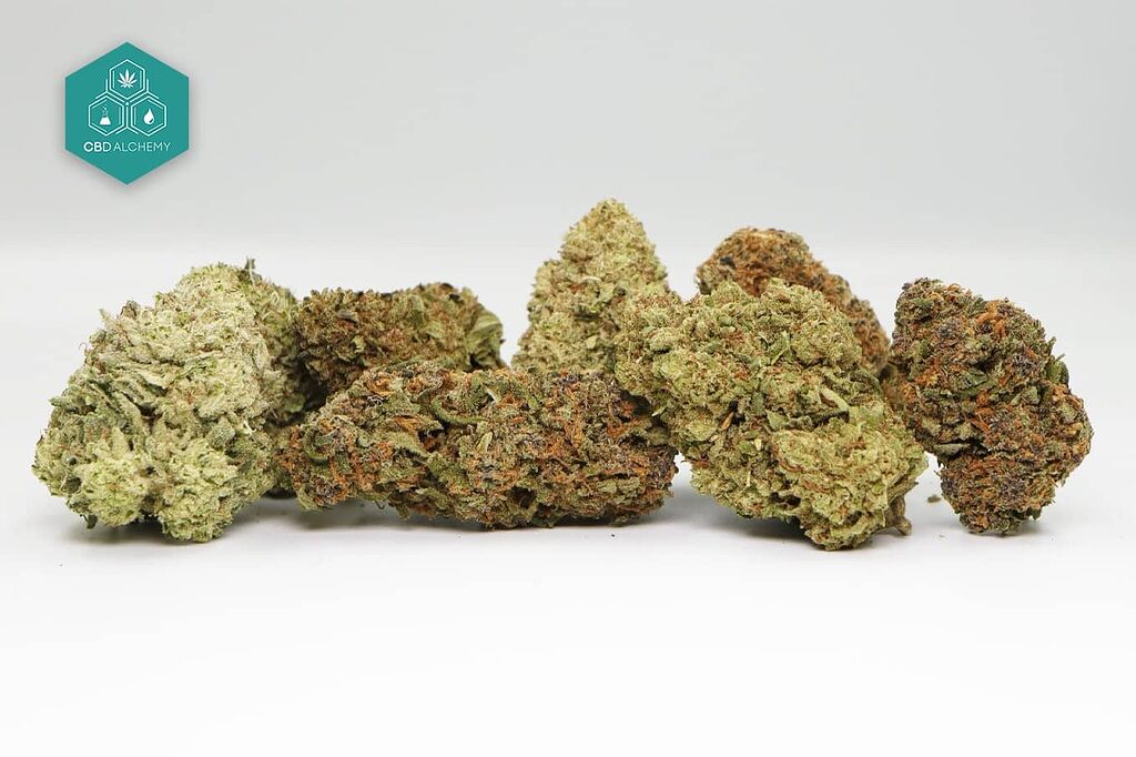 Des buds de cannabis riches en CBD.