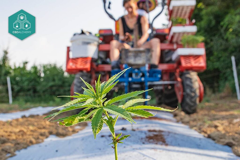 Beneficios del cultivo al aire libre de flores CBD.