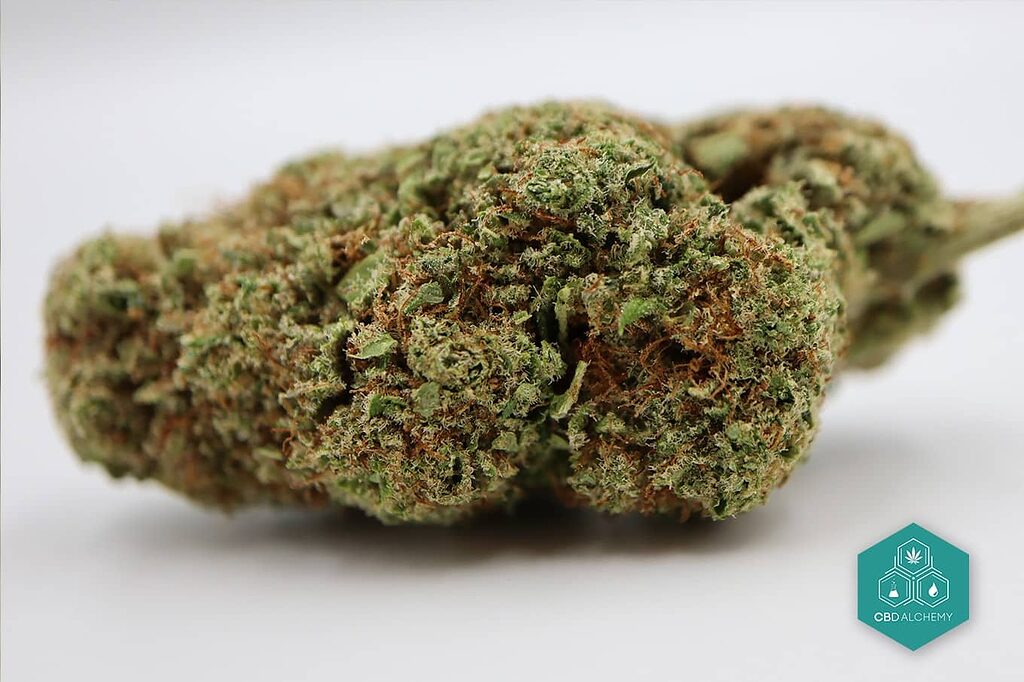 Explora las propiedades de las flores CBD Kush.