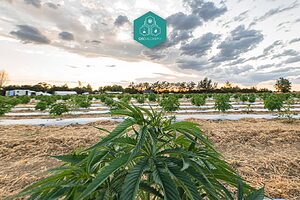 Cogollos de marihuana cultivados al aire libre: calidad natural y sin pesticidas.