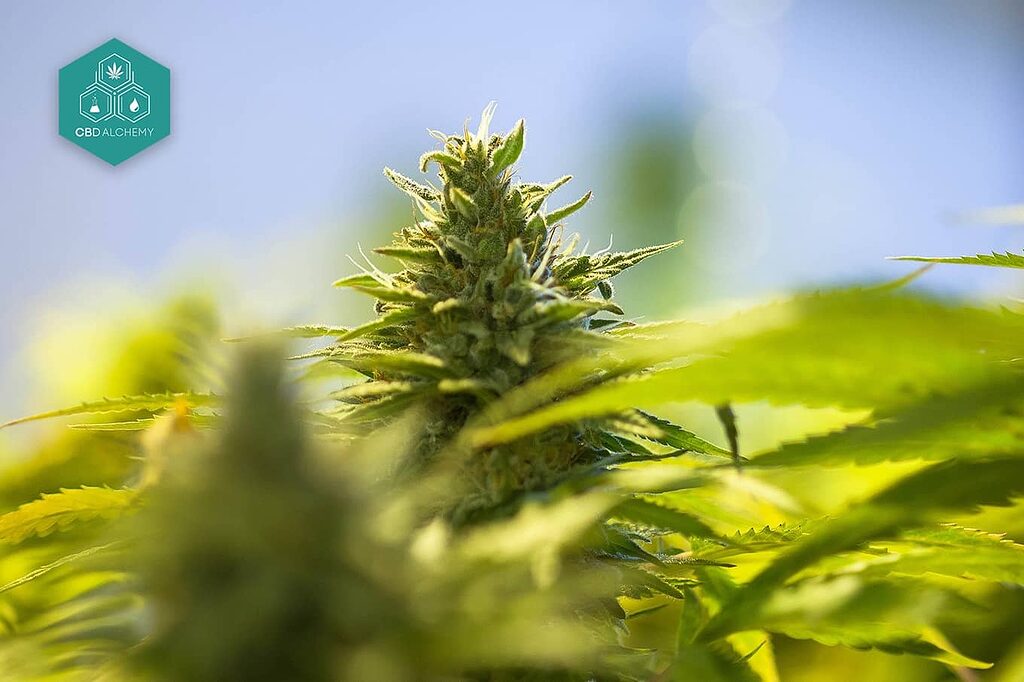 Pesticide-free hemp buds: organically grown product.