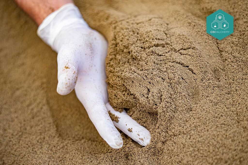 Hashish production: from the plant to the final product.