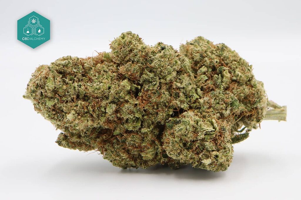 CBD Skunk flowers: high concentration of cannabidiol and terpenes.